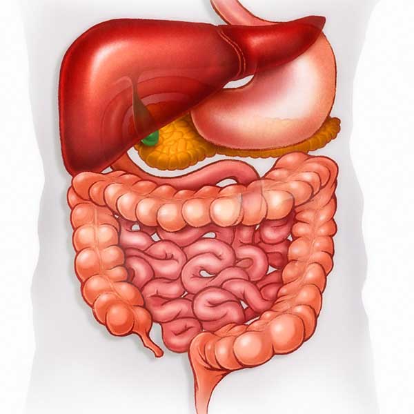 gym giảm cân nhanh 4